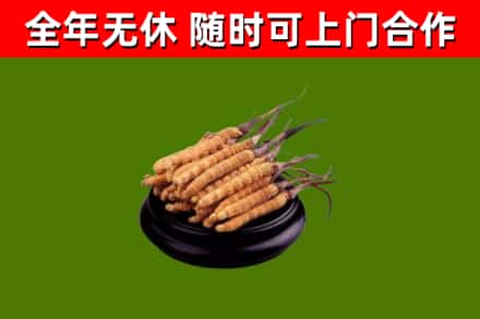 大安区烟酒回收冬虫夏草.jpg